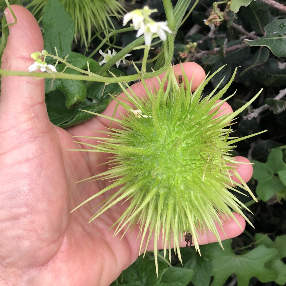 A single seed pod from the Wild Cucumber rests in a hand with a few flowers present.
