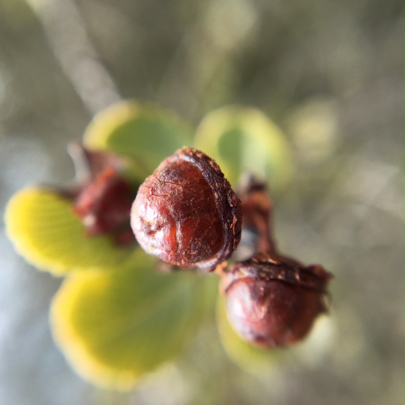 A seedpod on the Wart-Stem Ceanothus prior to it exploding and expelling seeds.