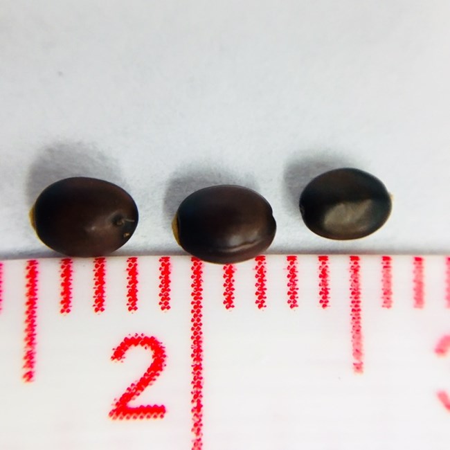 Seeds of the wart-stem ceanothus with a measuring tape showing millimeters and centimeters for size reference.