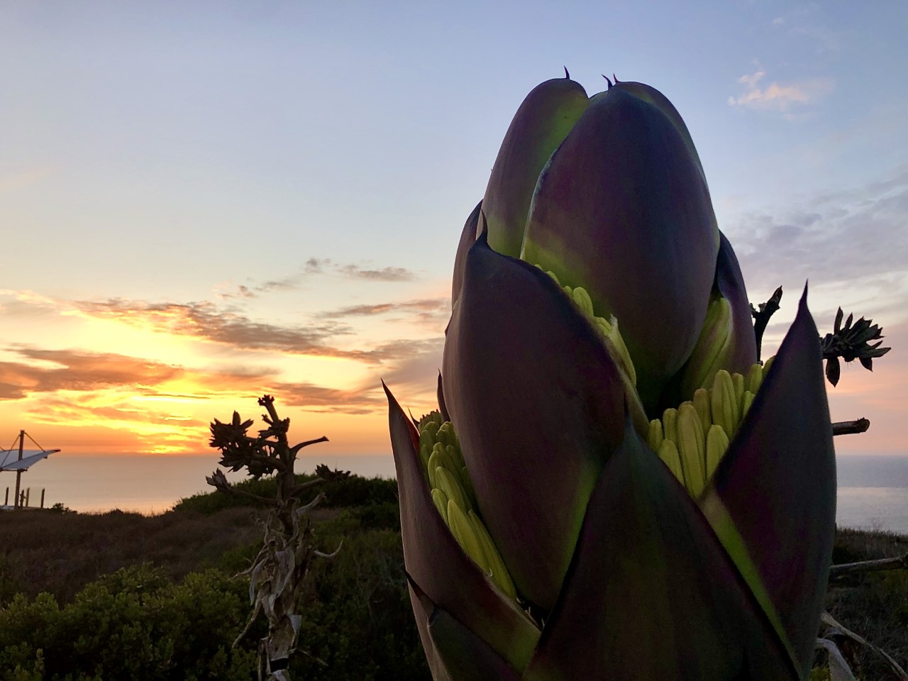 The yellow bloom of a Shaw’s Agave has begun to open as the sun sets in the background.