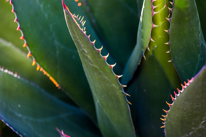 Photo of Shaws Agave