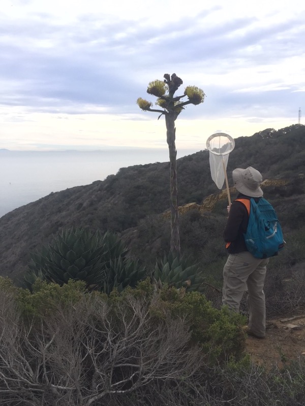 Scientist observing pollinators