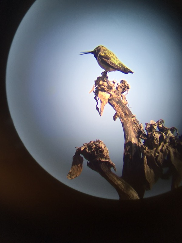 Hummingbird on Shaws Agave