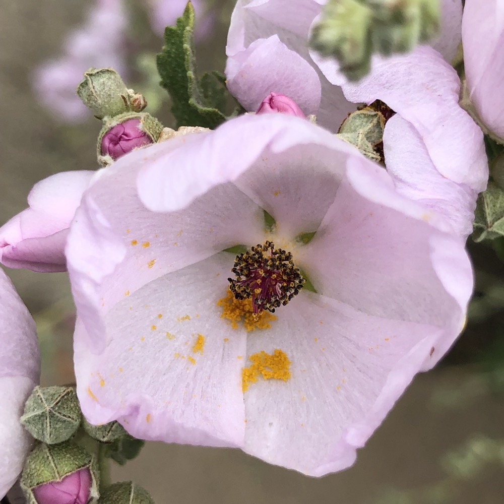 A single flower of the Coastal Bushmallow consisting of five petals and pollen knocked off of the anthers.