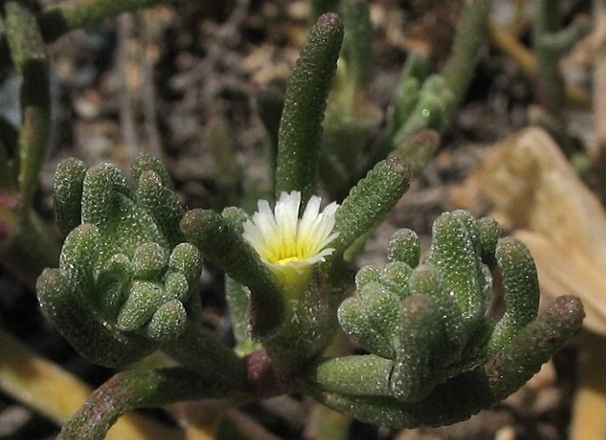 Photo of Slender Leaf iceplant