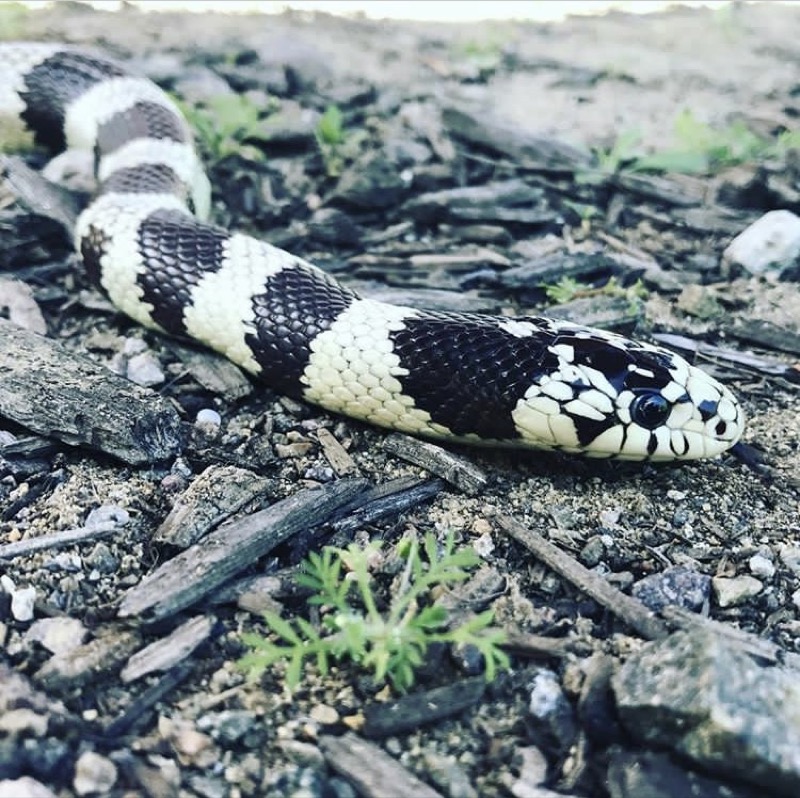 Agnes is a 17 year old California Kingsnake