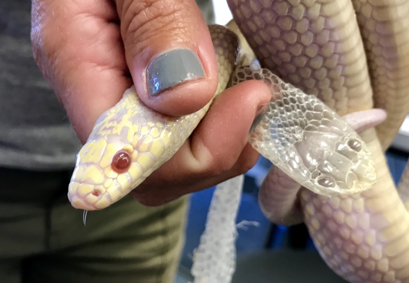 Summer, an albino California Kingsnake, came to Cabrillo in 2014