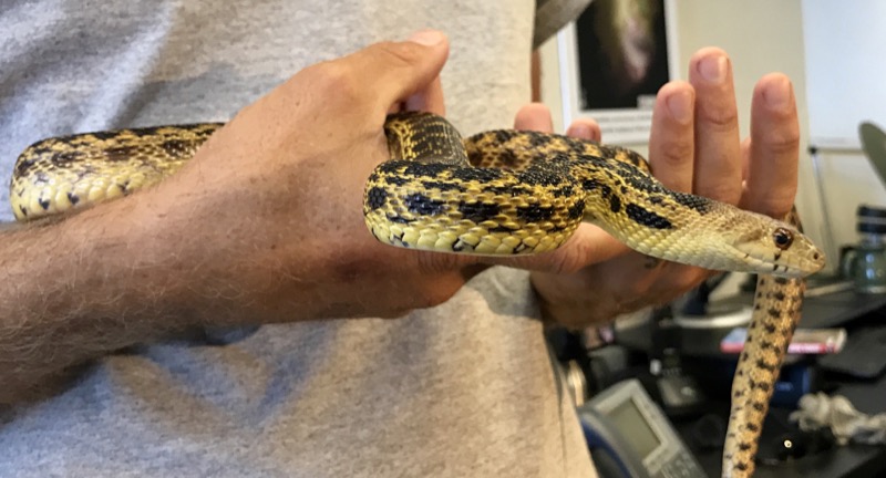 The newest of our snake ambassadors, Wilson is a San Diego Gopher Snake