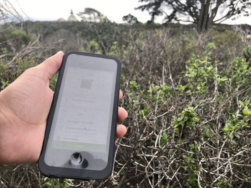 Person identifying vegetation