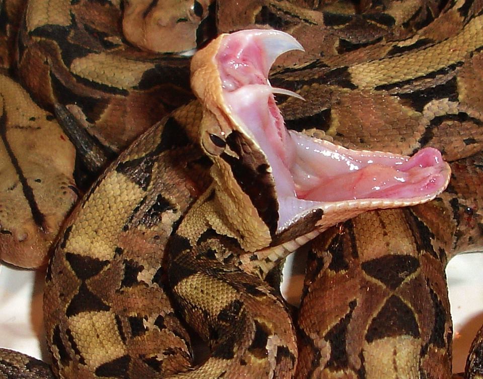 The hinged, hollow front-fangs of a Gaboon Viper (Bitis gabonica).