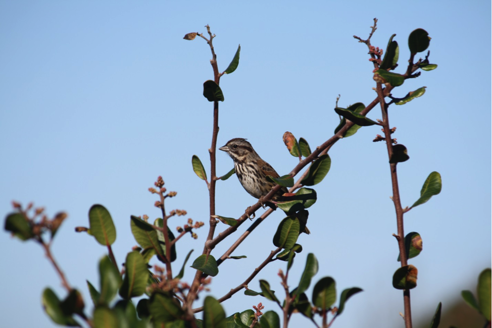 Photo of a Song Sparrow
