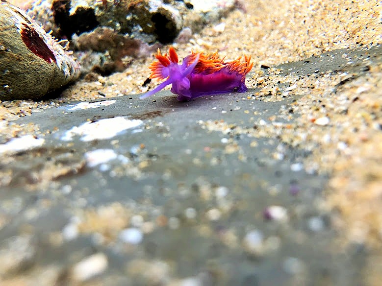 Spanish Shawl nudibranch crawls around on the rocky bottom of the tidepools. Spanish Shawl nudibranch crawls around on the rocky bottom of the tidepools.