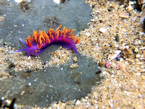 Spanish Shawl nudibranch crawls around on the rocky bottom of the tidepools. Spanish Shawl nudibranch crawls around on the rocky bottom of the tidepools.