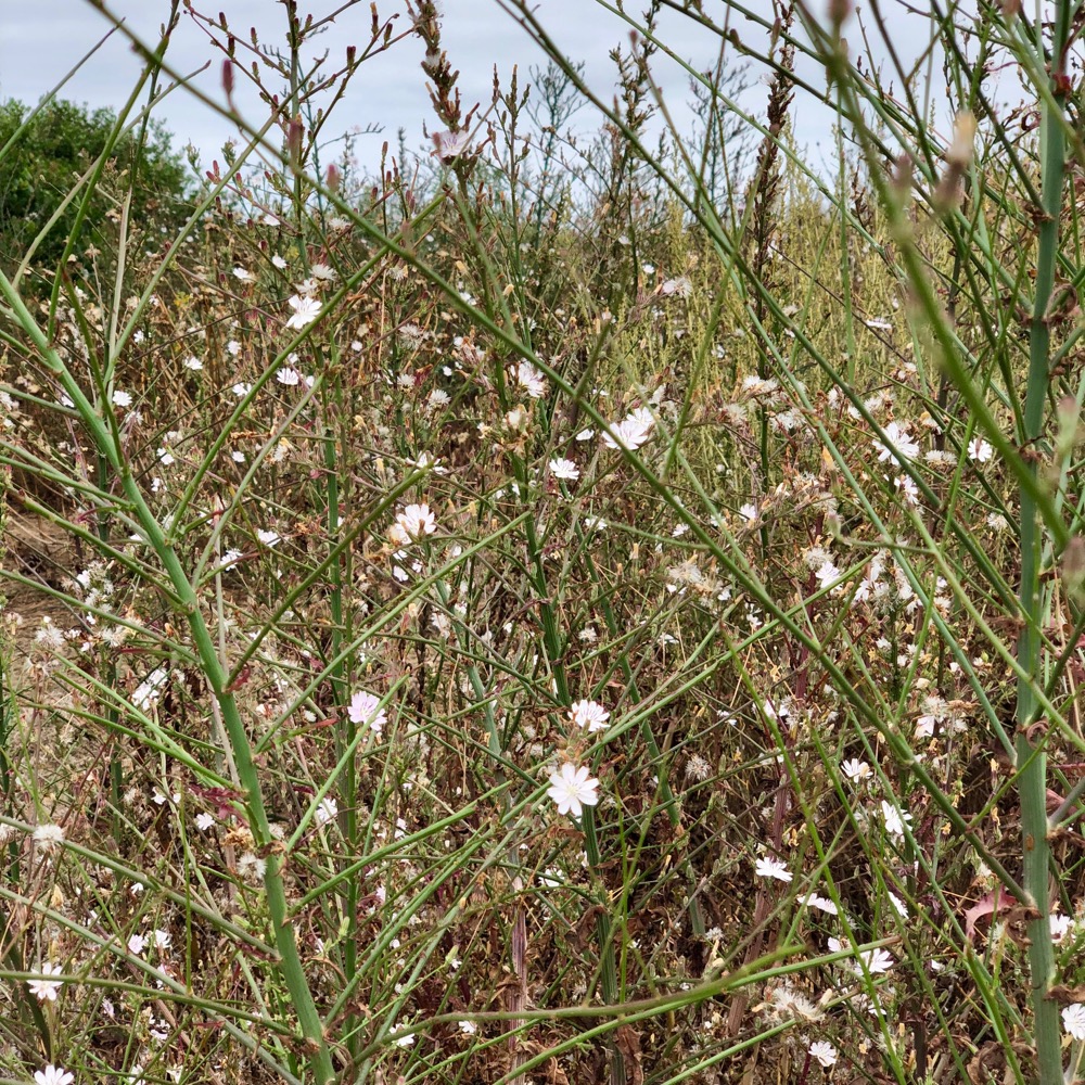 A look into a group of different Stephanomeria species gathered together.