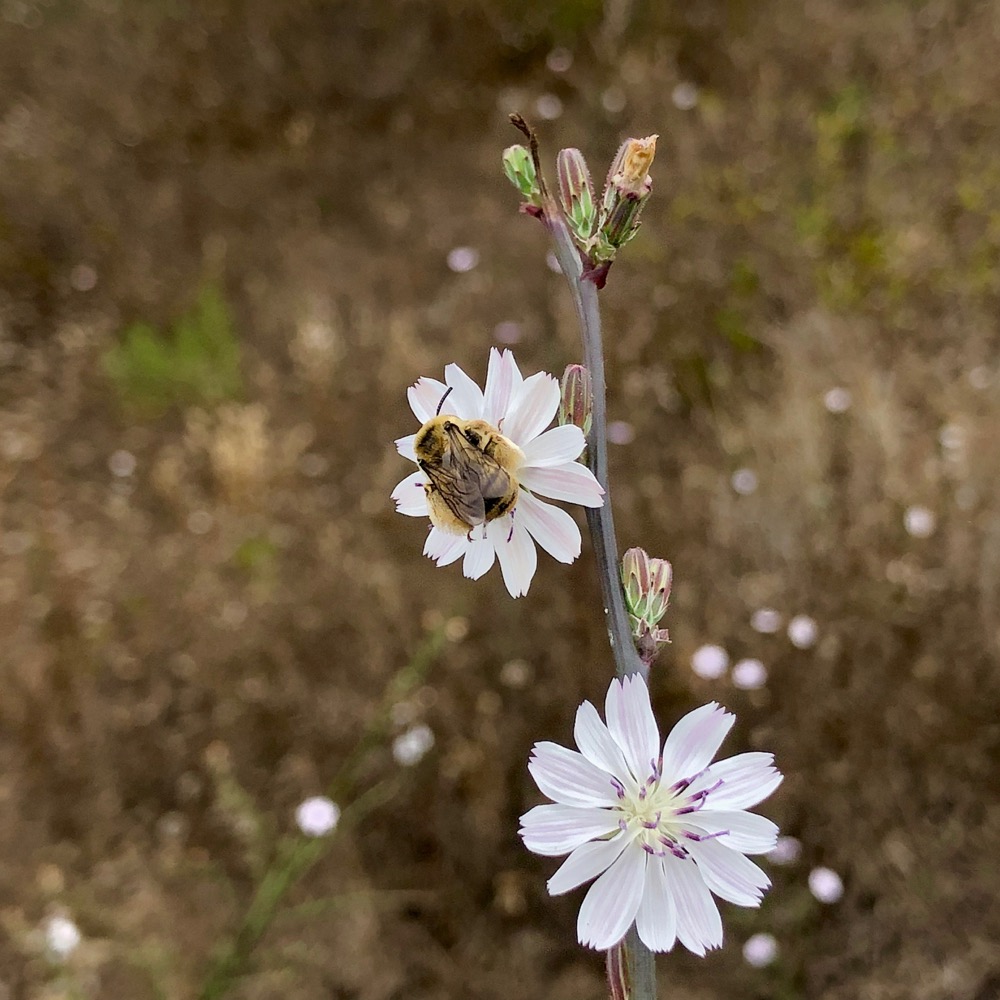 A native bee gathers nectar on a Stephanomeria flower.