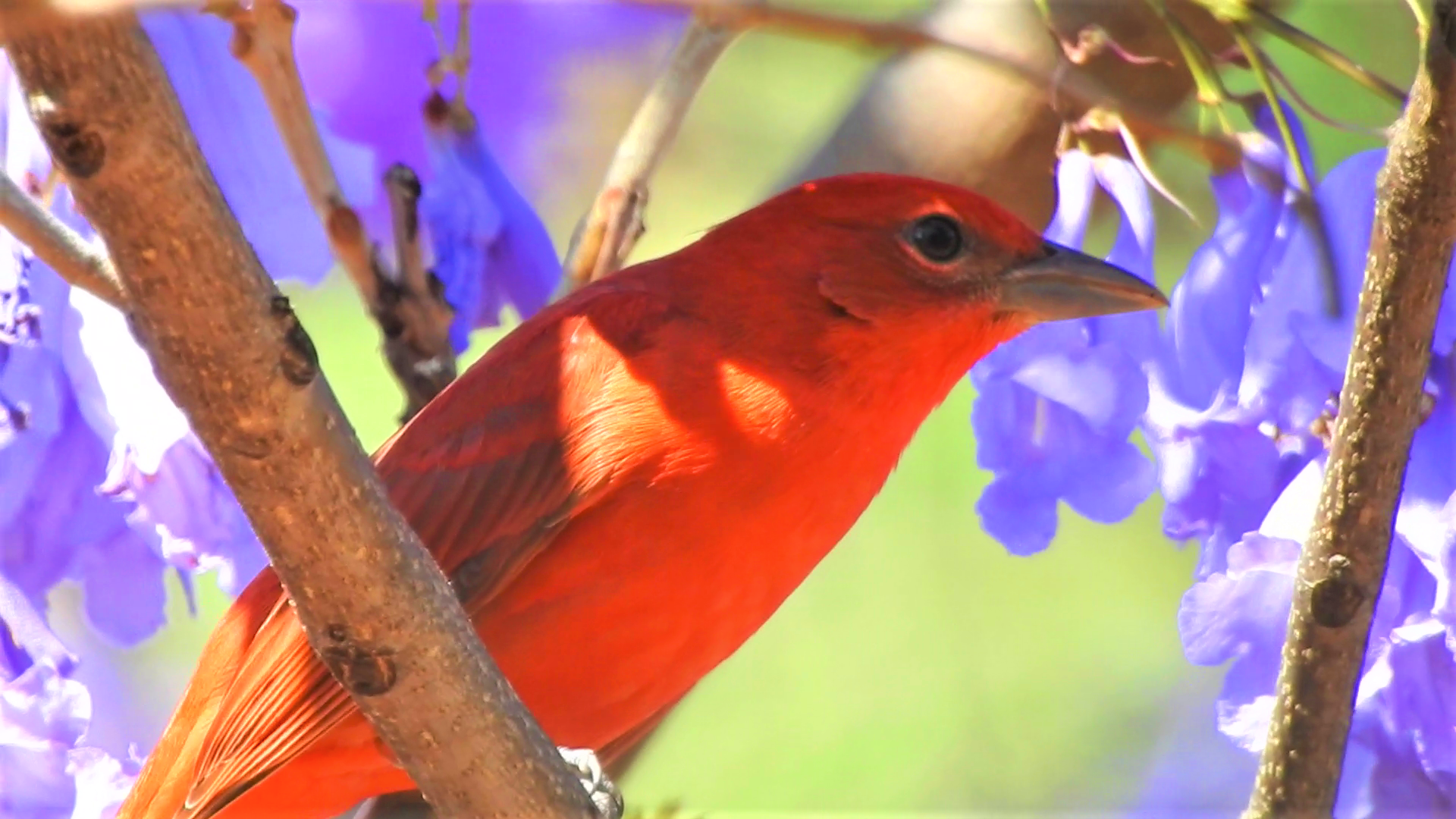 Adult male Summer Tanager Adult male Summer Tanager