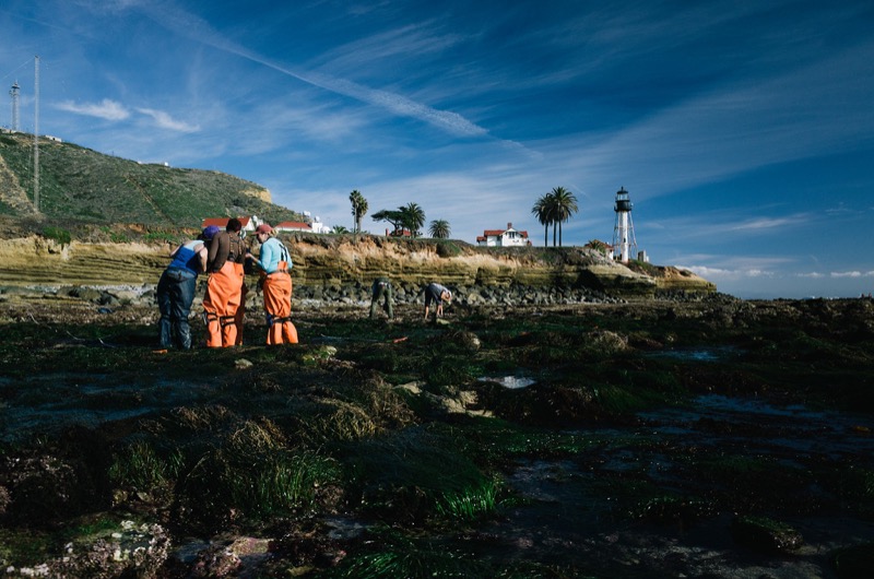 Scientists surveying in the tidepools