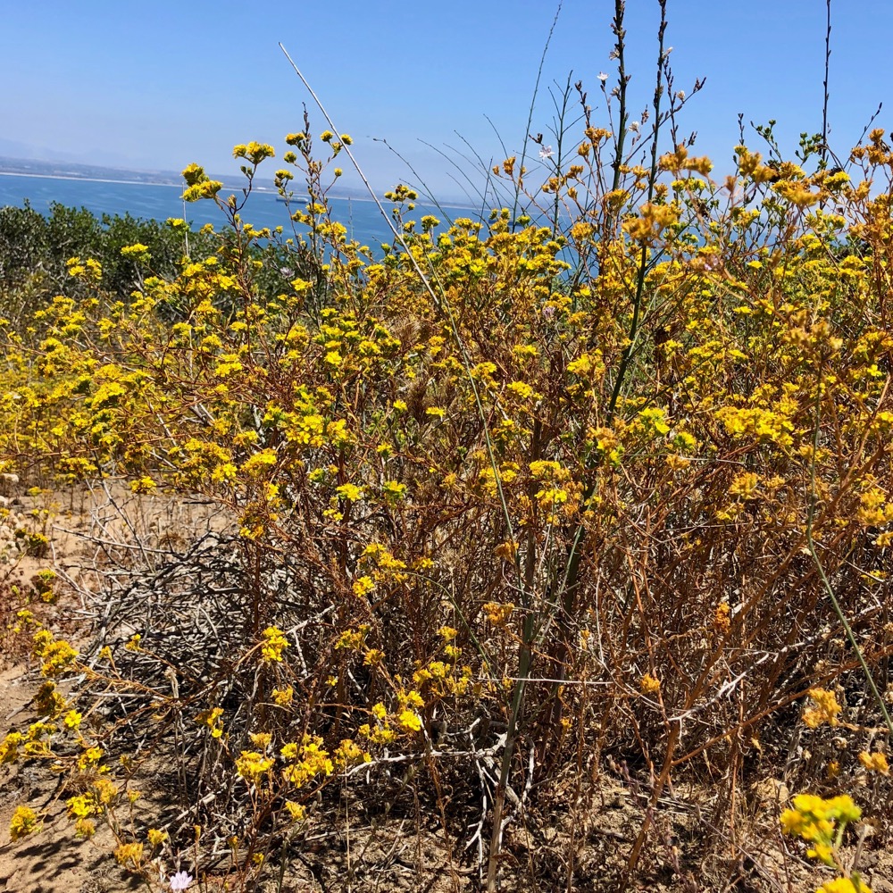 A Tarweed plant on a sunny slope with San Diego Bay in the background.