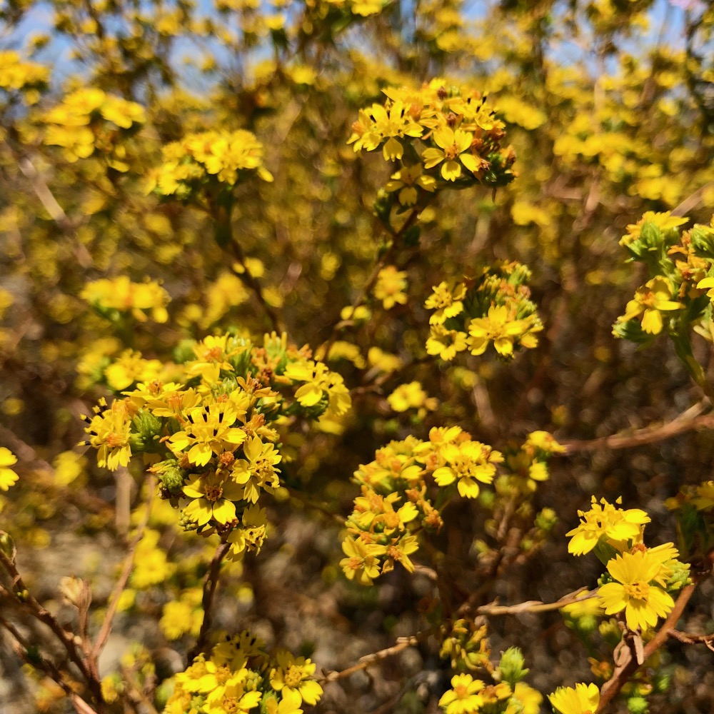 A view of the groups or clusters of blooms of the Tarweed plant.