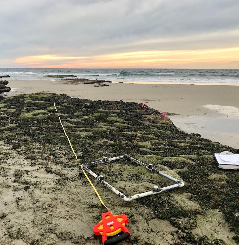 A transect at nearby Cardiff State Beach, which our Natural Resources team also monitors for site comparison.