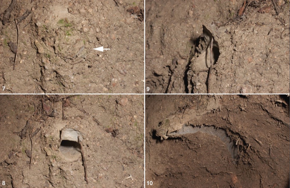 the comparison between a female trapdoor spider burrow closed (top left) and open viewed from different angles.