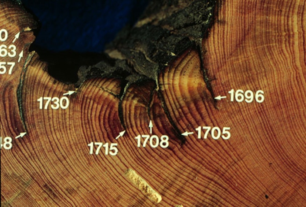 an example of a tree ring record used to study wildfires. This trunk shows evidence of fire in the years 1696, 1705, 1708, 1715, 1730, and more that are cut off in the photo. an example of a tree ring record used to study wildfires. This trunk shows evidence of fire in the years 1696, 1705, 1708, 1715, 1730, and more that are cut off in the photo.