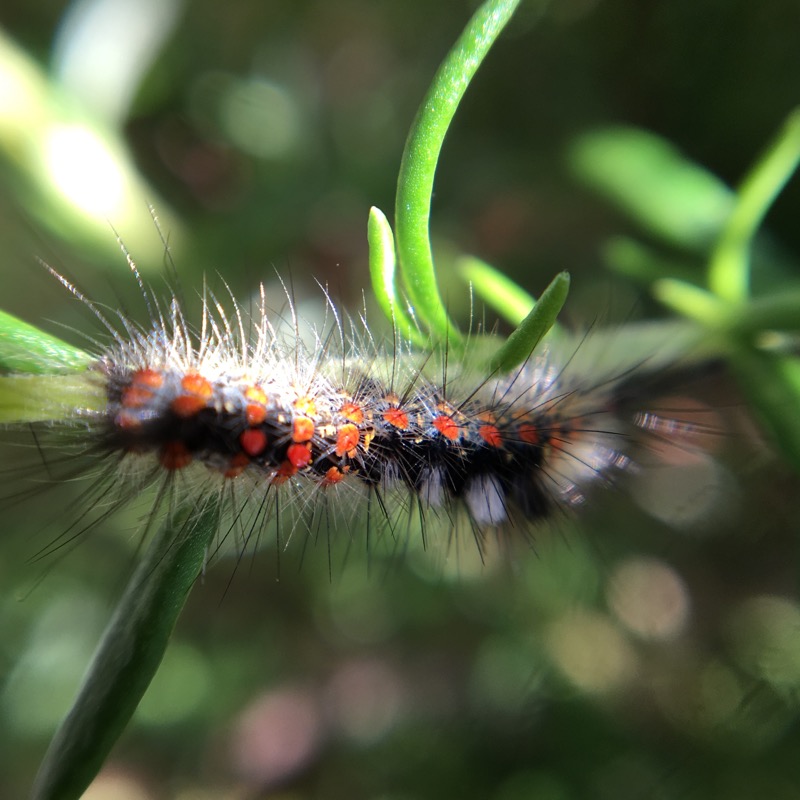 Tussock Moth Photo of Western Tussock Moth