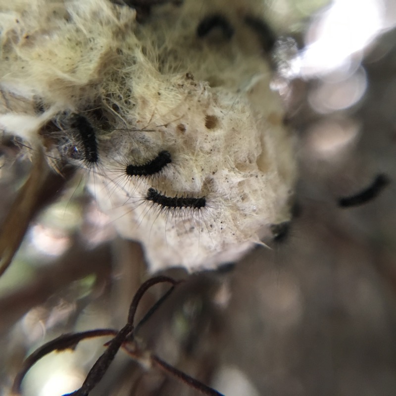 Tussock Moth Photo of Western Tussock Moth