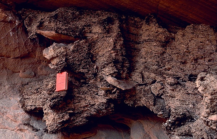 A very large woodrat midden found between rock. A very large woodrat midden found between rock.