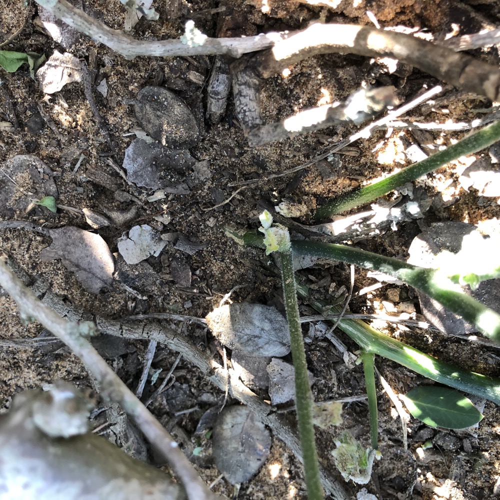 Vines appear from the hidden manroot that lays beneath the topsoil and climb up toward the sun. 