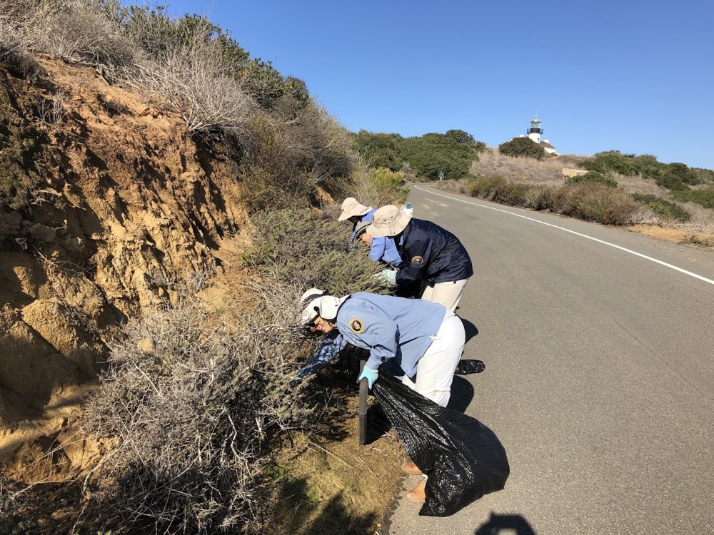 a group of volunteers stooping to pull weeds alongside the Bayside Trail at Cabrillo National Monument.