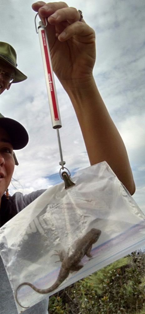 Placing a Great Basin Fence Lizard (Sceloporus occidentals longipes)  in a bag and subtracting the bag’s weight from the total is an easy method to discerning the weight of a squirmy lizard