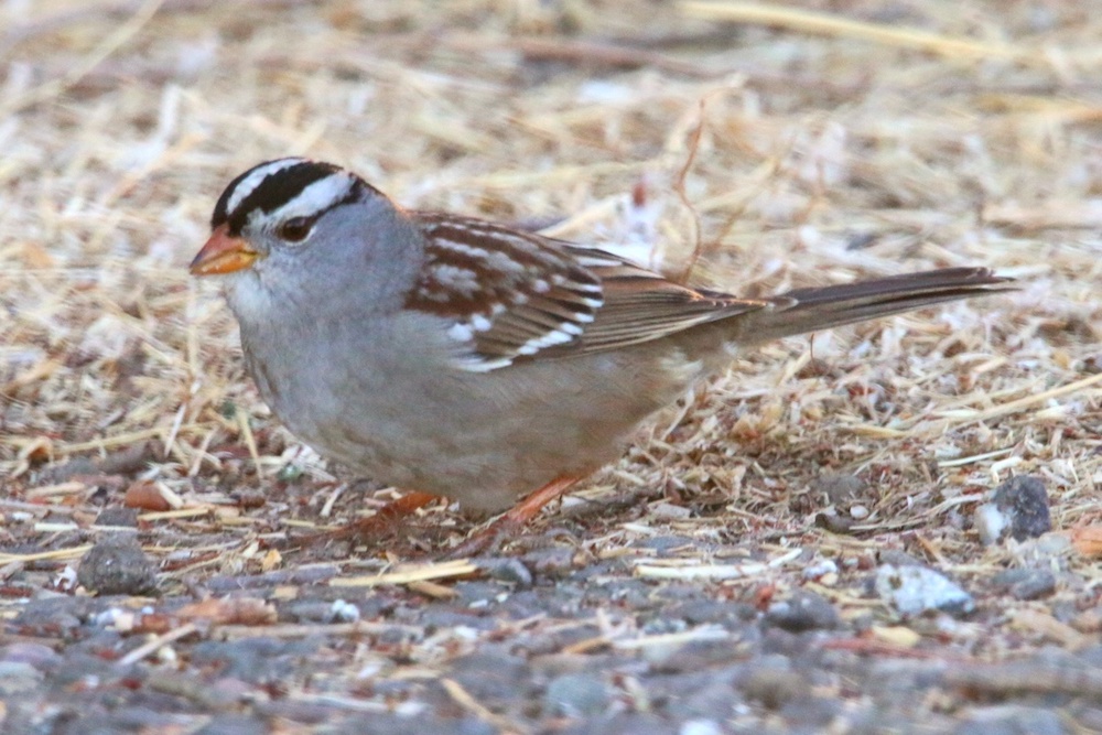 Another bird that likes to winter in warm places, the White-crowned Sparrow (Zonotrichia leucophrys).