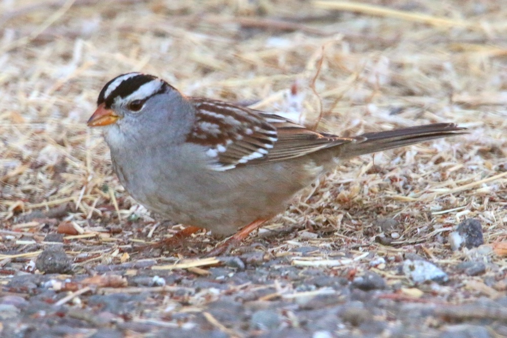 White-crowned Sparrow Another bird that likes to winter in warm places, the White-crowned Sparrow (Zonotrichia leucophrys).
