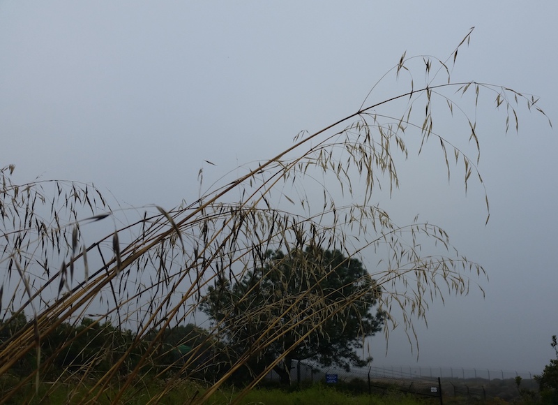 Wild Oats invasive weed Photo of Wild Oats invasive weed