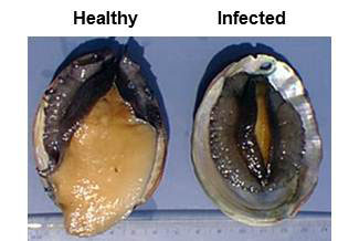 Two Green Abalone shown side-by-side, one healthy and one with Withering Foot Syndrome. Two Green Abalone shown side-by-side, one healthy and one with Withering Foot Syndrome.