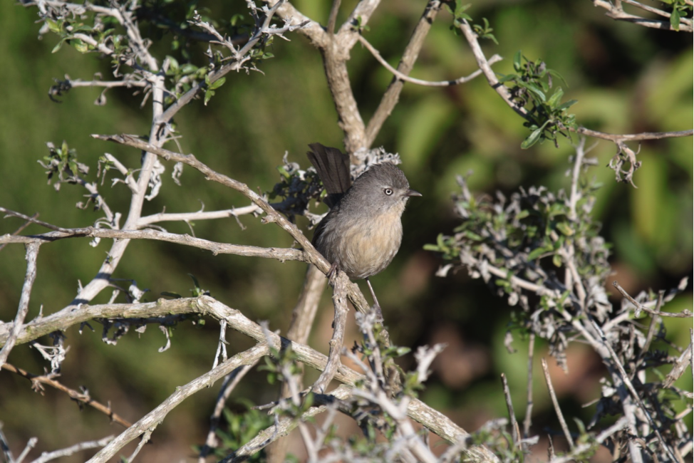 Photo of a Wrentit