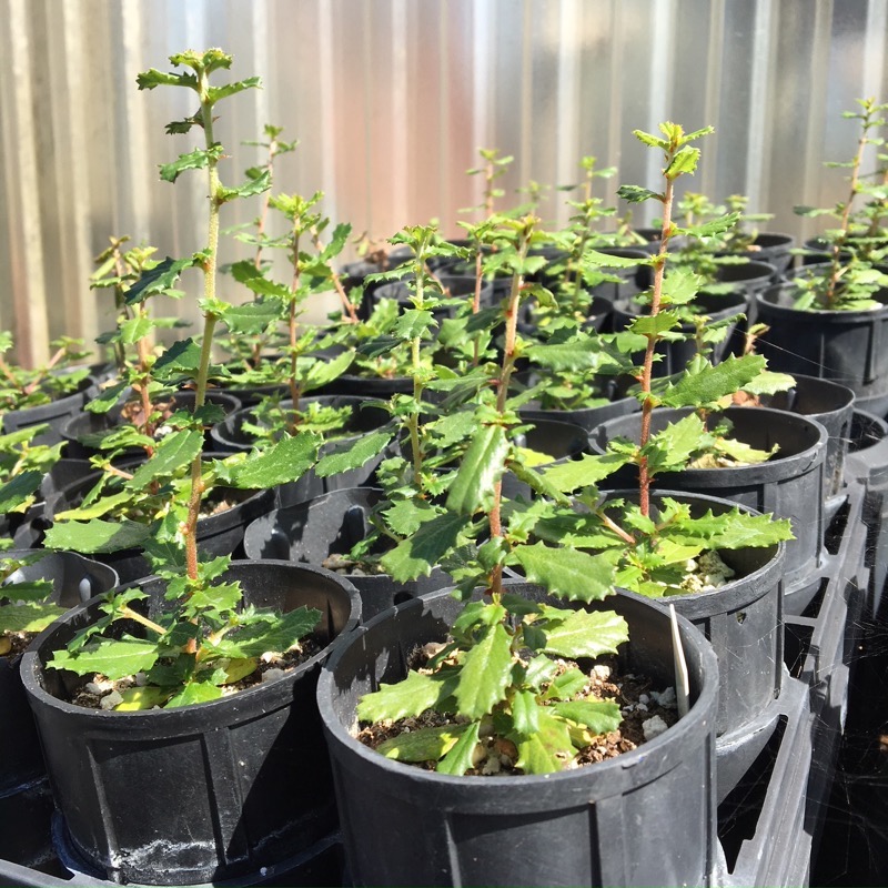 Young Wart-Stem Ceanothus plants outside the greenhouse in 1-gallon pots.