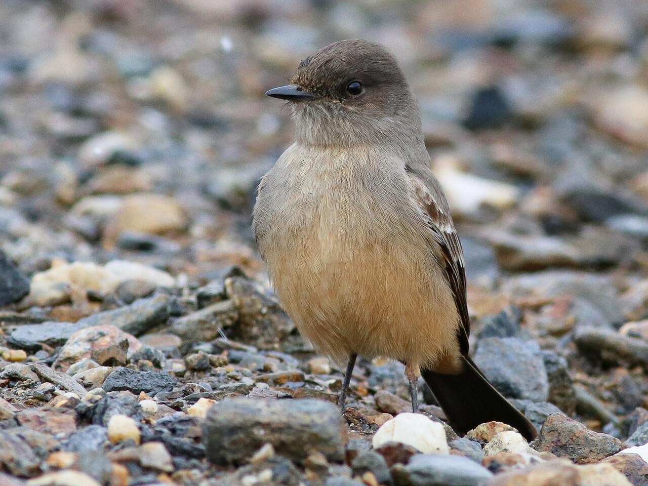 Grey, buff, and rufous-colored songbird with black beak stands on pebbled ground.
