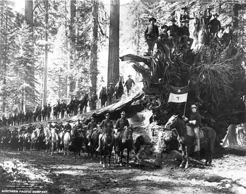 About forty members of U.S. 6th Cavalry, Troop F, shown mounted on, or standing beside their horses, and lined up atop and beside the Fallen Monarch tree in the Mariposa Grove of Giant Sequoias, Yosemite National Park, 1899. About forty members of U.S. 6th Cavalry, Troop F, shown mounted on, or standing beside their horses, and lined up atop and beside the Fallen Monarch tree in the Mariposa Grove of Giant Sequoias, Yosemite National Park, 1899.