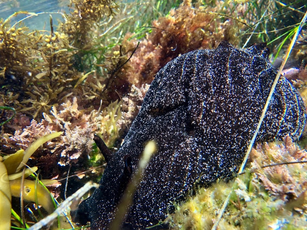 black sea hare a Black Sea Hare (Aplysia vaccaria) seen foraging among the algae at Cabrillo National Monument.