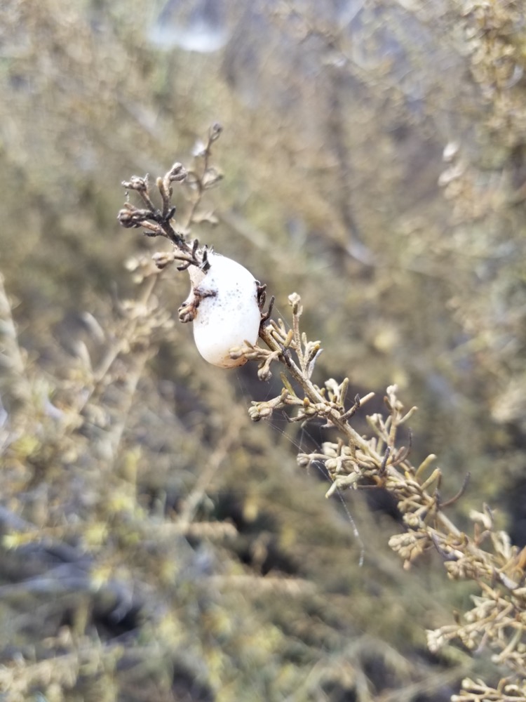 A close up picture of white bubbles of a spittlebug bubble home.