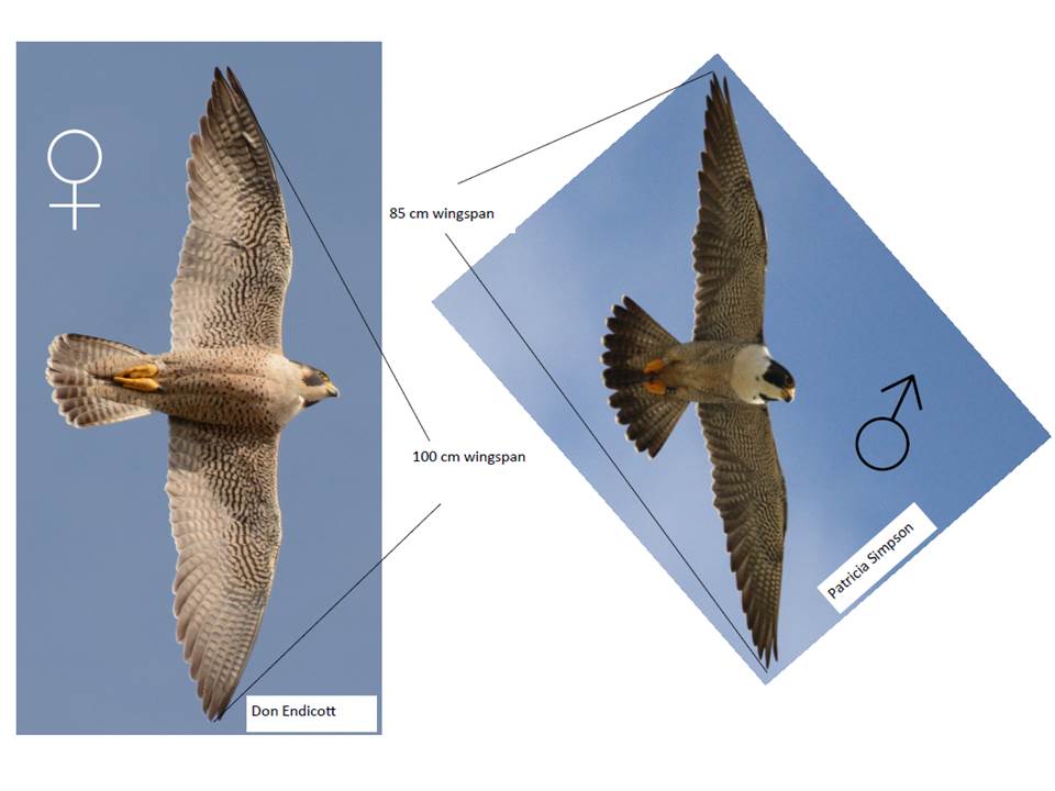 Example of Dimorphism with Peregrine falcons