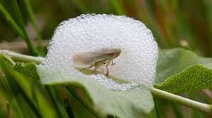 Froghopper is emerging from its protective bubble home.