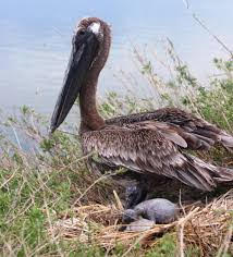 emale Brown Pelican standing in the grass, on the ground, beside stick nest with two small black, featherless pelican hatchlings.