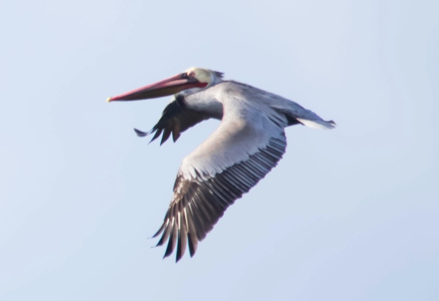 Mature Brown Pelican in flight with dark body, wings spread, white neck tucked in against a blue sky.