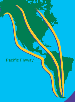 Map of the great Pacific Flyway migratory route from the tip of South America to Alaska