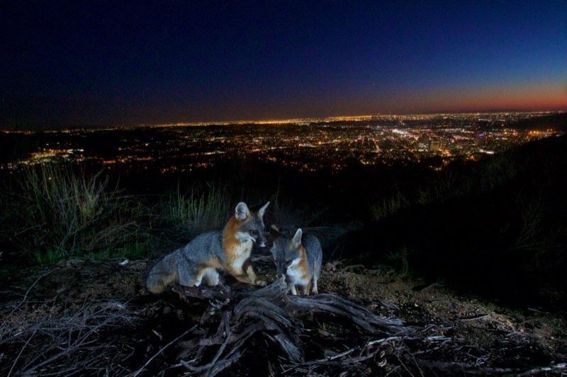A family of foxes caught on a camera trap in our sister park, the Santa Monica Mountains. 