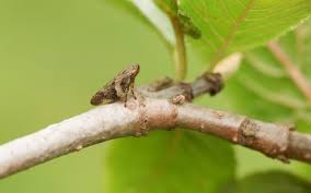 A common froghopper is sitting on a branch under a leaf.