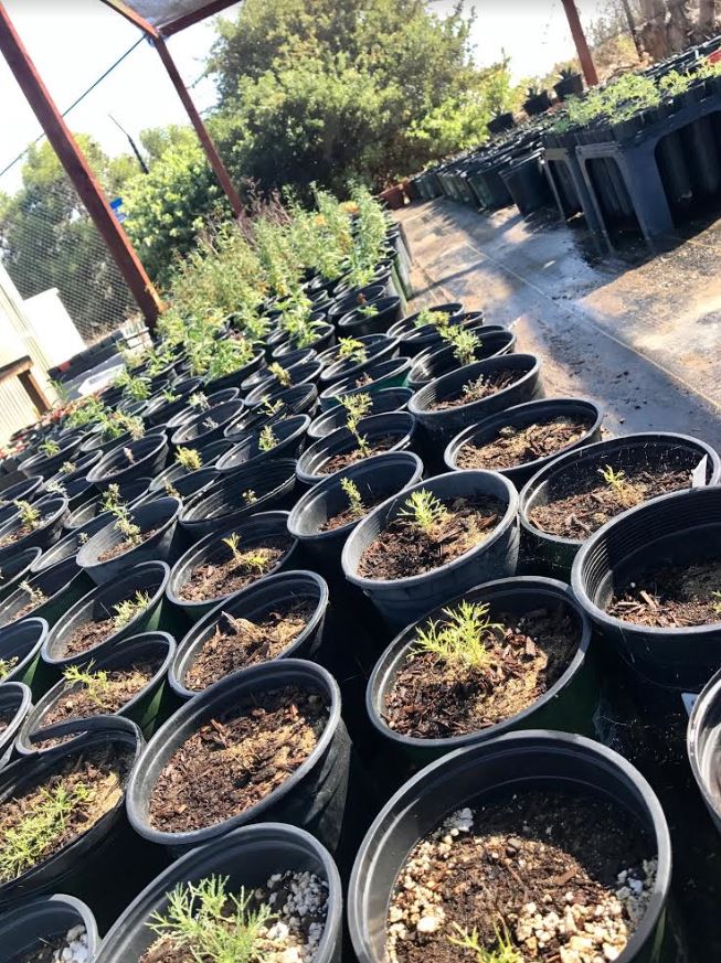 Rows of 1 gallon plants ready for restoration
